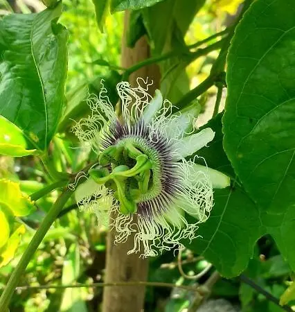 Appartamento Casa L&M Lajes das Flores Esterno foto