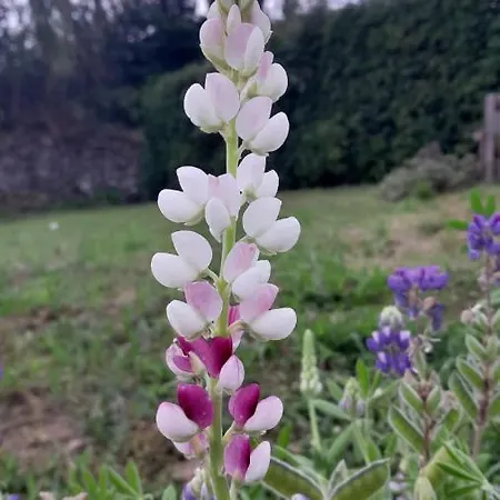 Appartamento Casa L&M Lajes das Flores Esterno foto